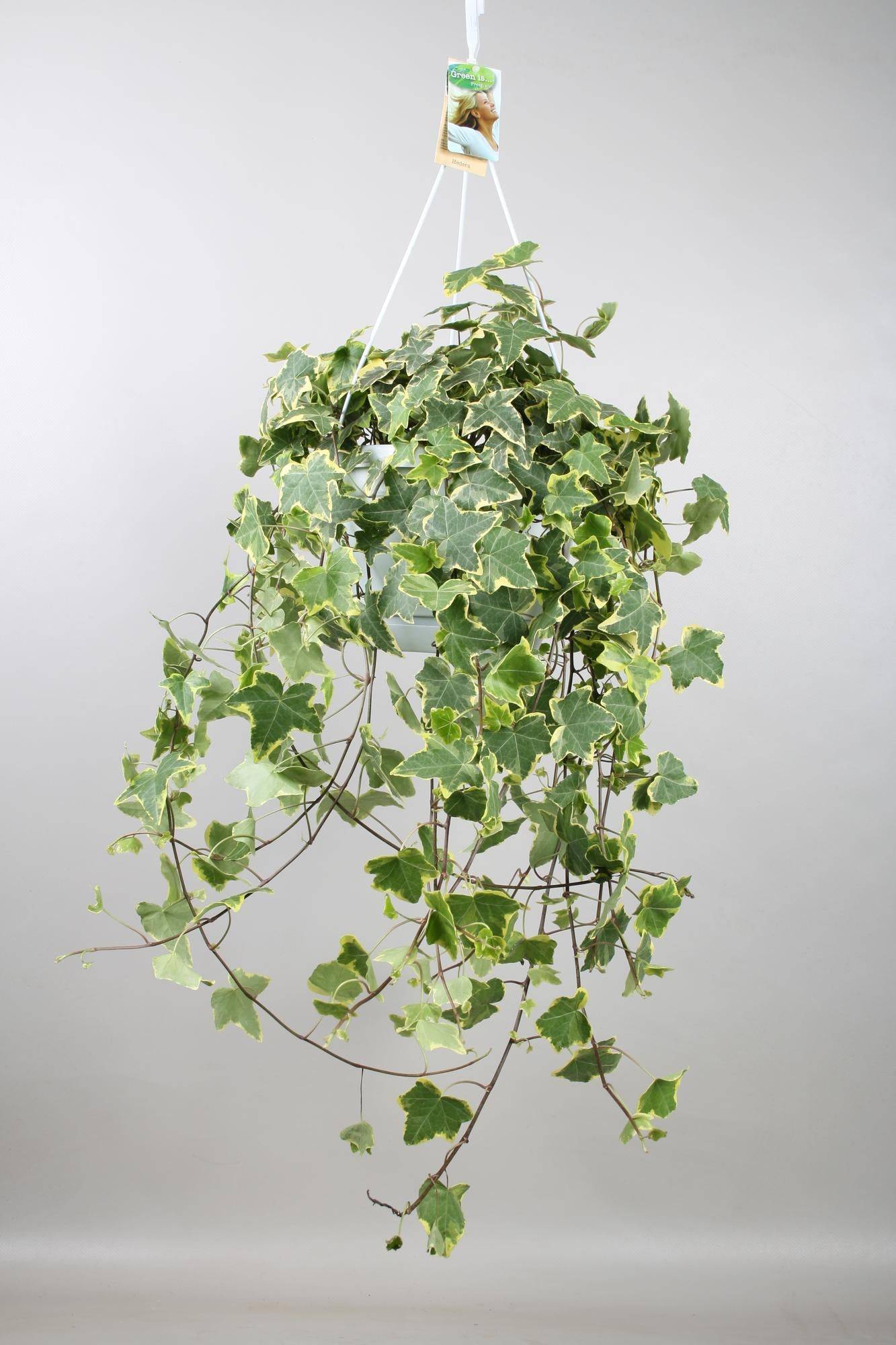 La Green Touch - Hedera Helix Doré Child - D24