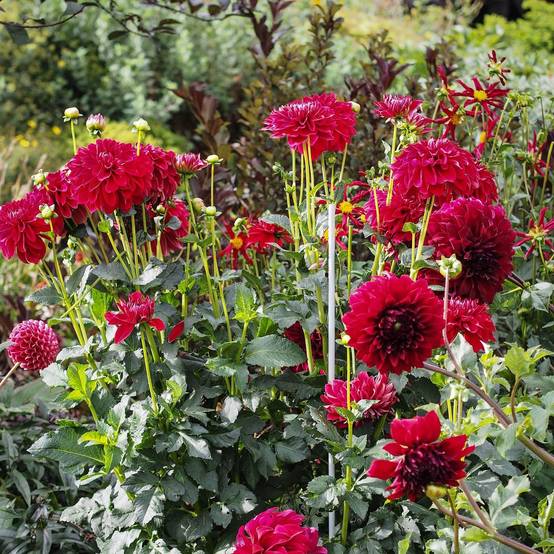 Dahlia balle Cornel Bulbe calibre I
