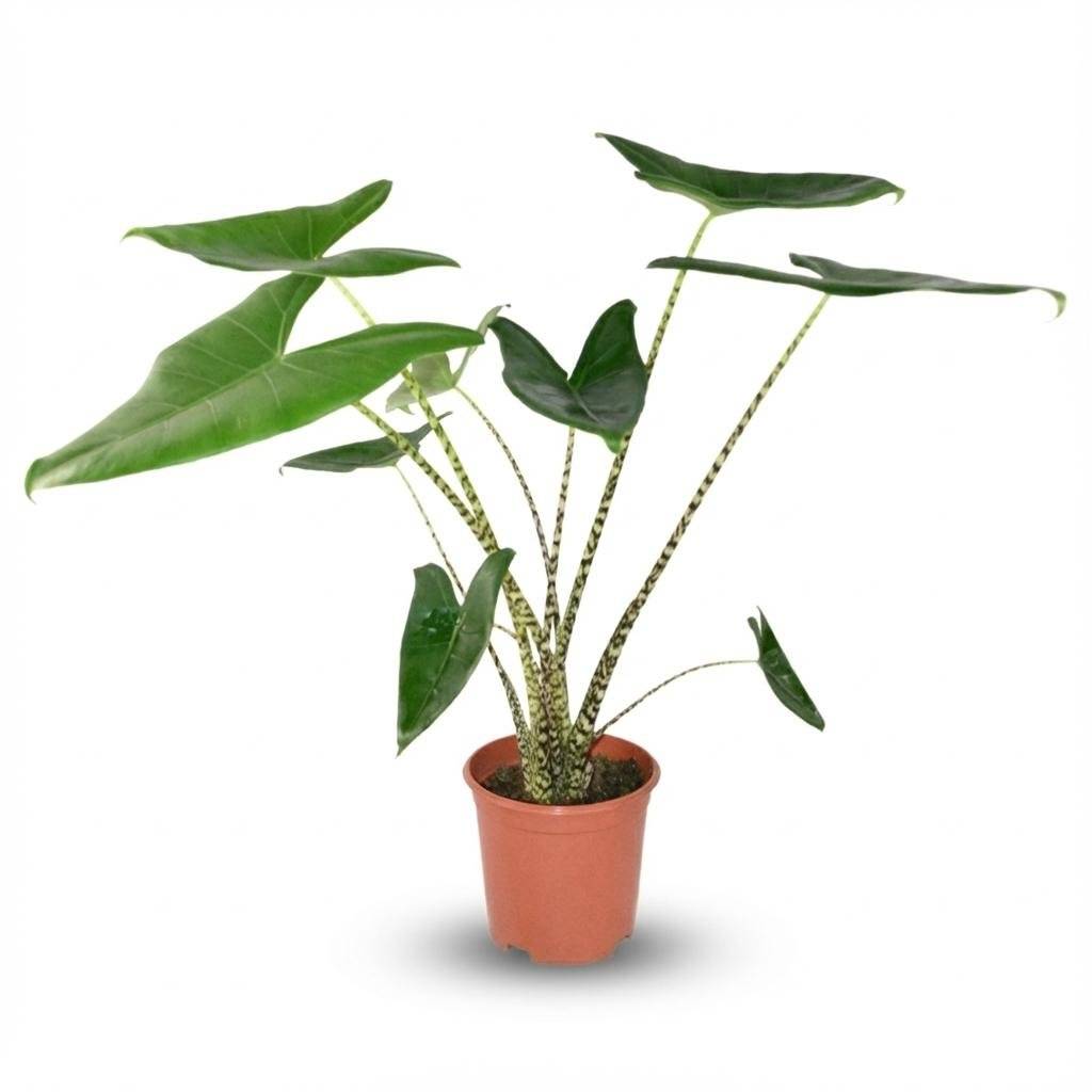 La Green Touch - Alocasia Zebrina - D21 H75cm - Image 2