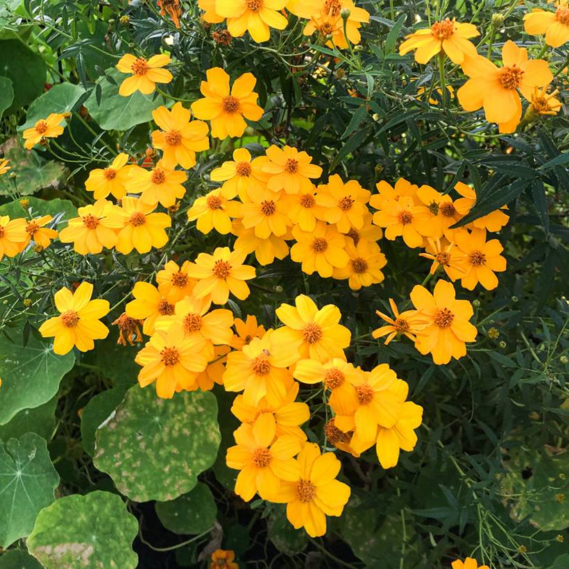 Tagetes lemmonii - Tagète de Lemmon Pot de 3L/4L