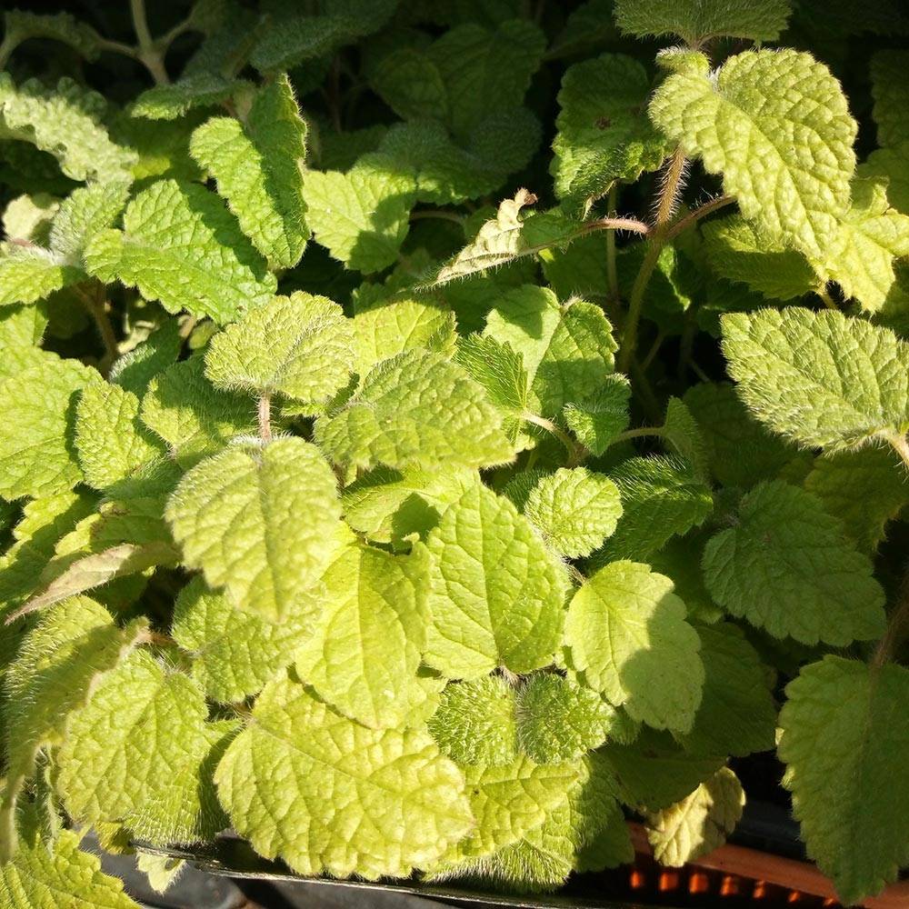 Promesse de Fleurs - Mélisse goût d'orange - Melissa officinalis ssp. altissima Godet de 7/8 cm