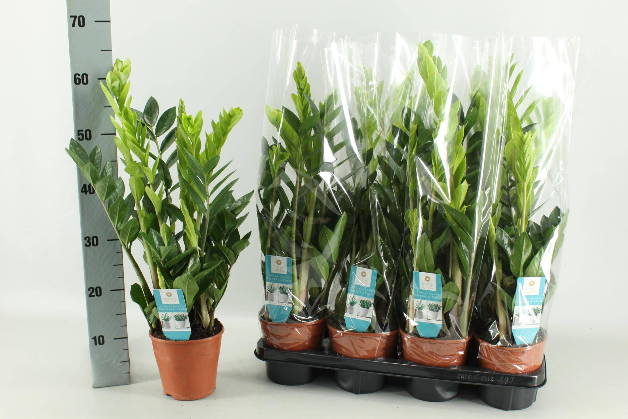 Zamioculcas 14 Cm - D14 H65cm