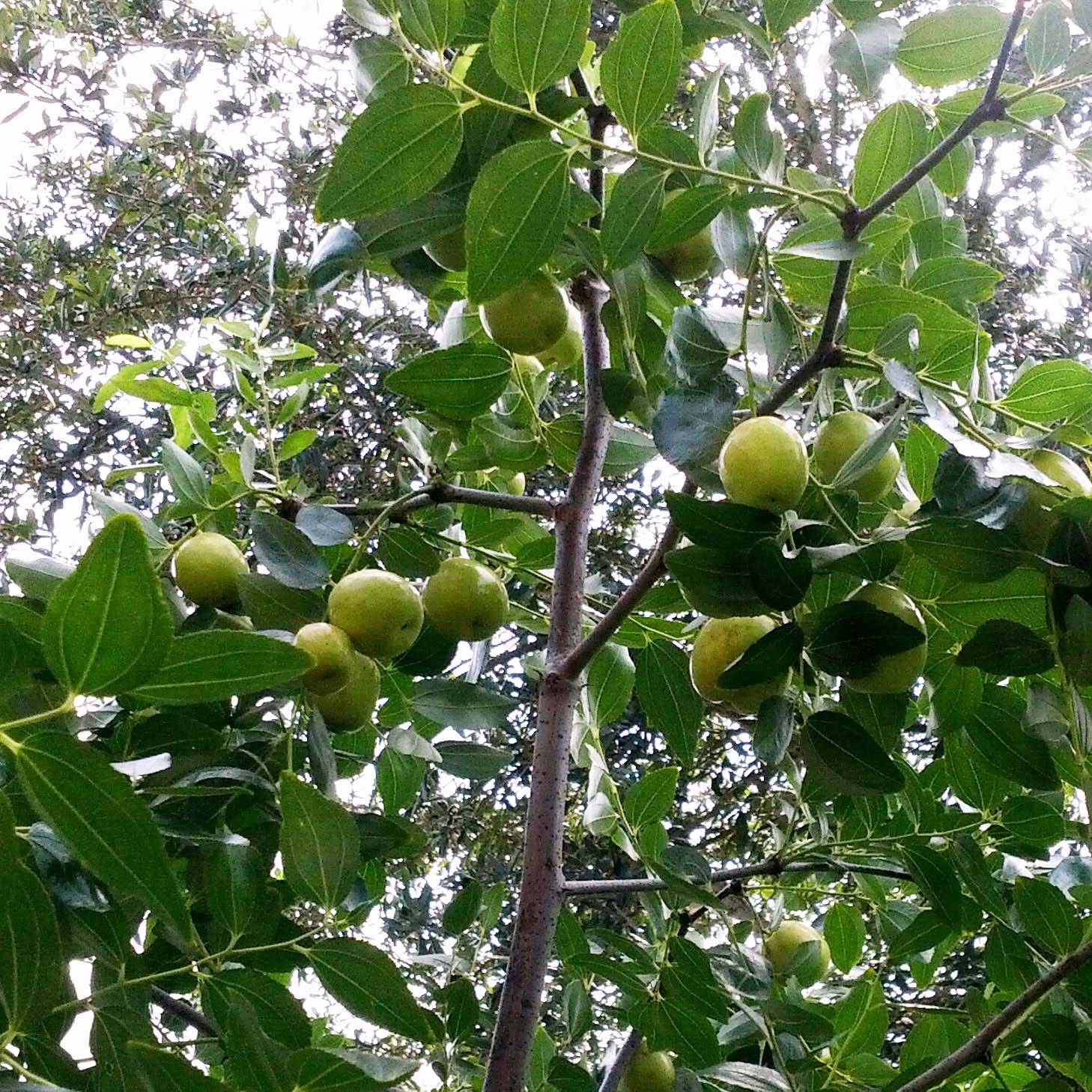 Promesse de Fleurs - Ziziphus jujuba Li - Jujubier à gros fruits Pot de 2L/3L, Buisson