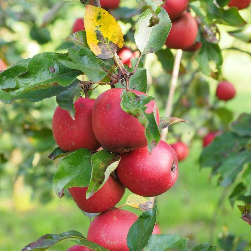 Pommier Akane - Bon rendement - Pot de 10L - Gobelet 2 ans - 120/150 cm - De 3,00 m à 5,00 m - Imagen 8