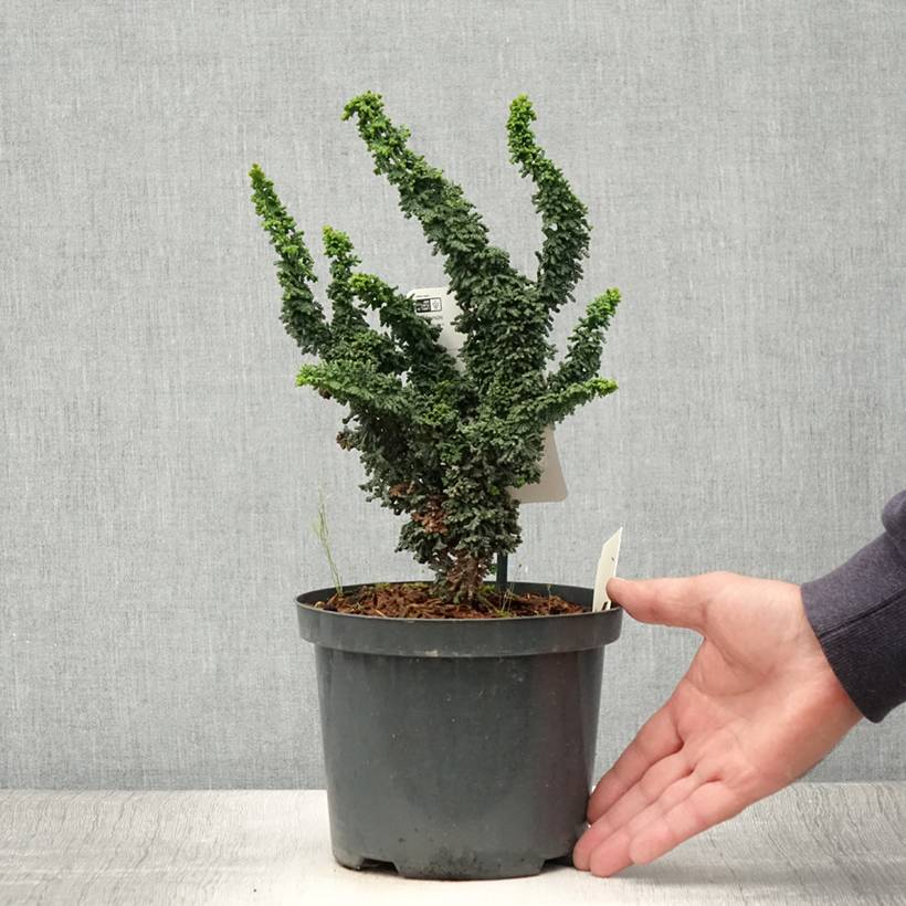 Faux cyprès du Japon - Chamaecyparis obtusa Chirimen Pot de 2L/3L - Image 2