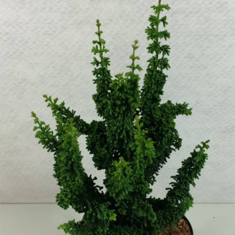Faux cyprès du Japon - Chamaecyparis obtusa Chirimen Pot de 2L/3L - Image 1