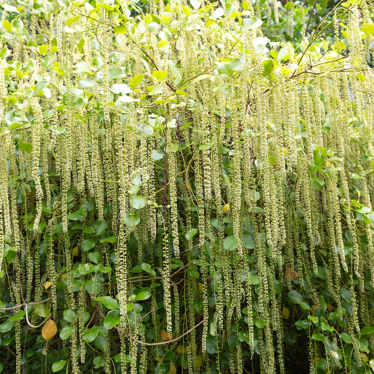 Promesse de Fleurs - Itea ilicifolia Pot de 2L/3L - Image 1
