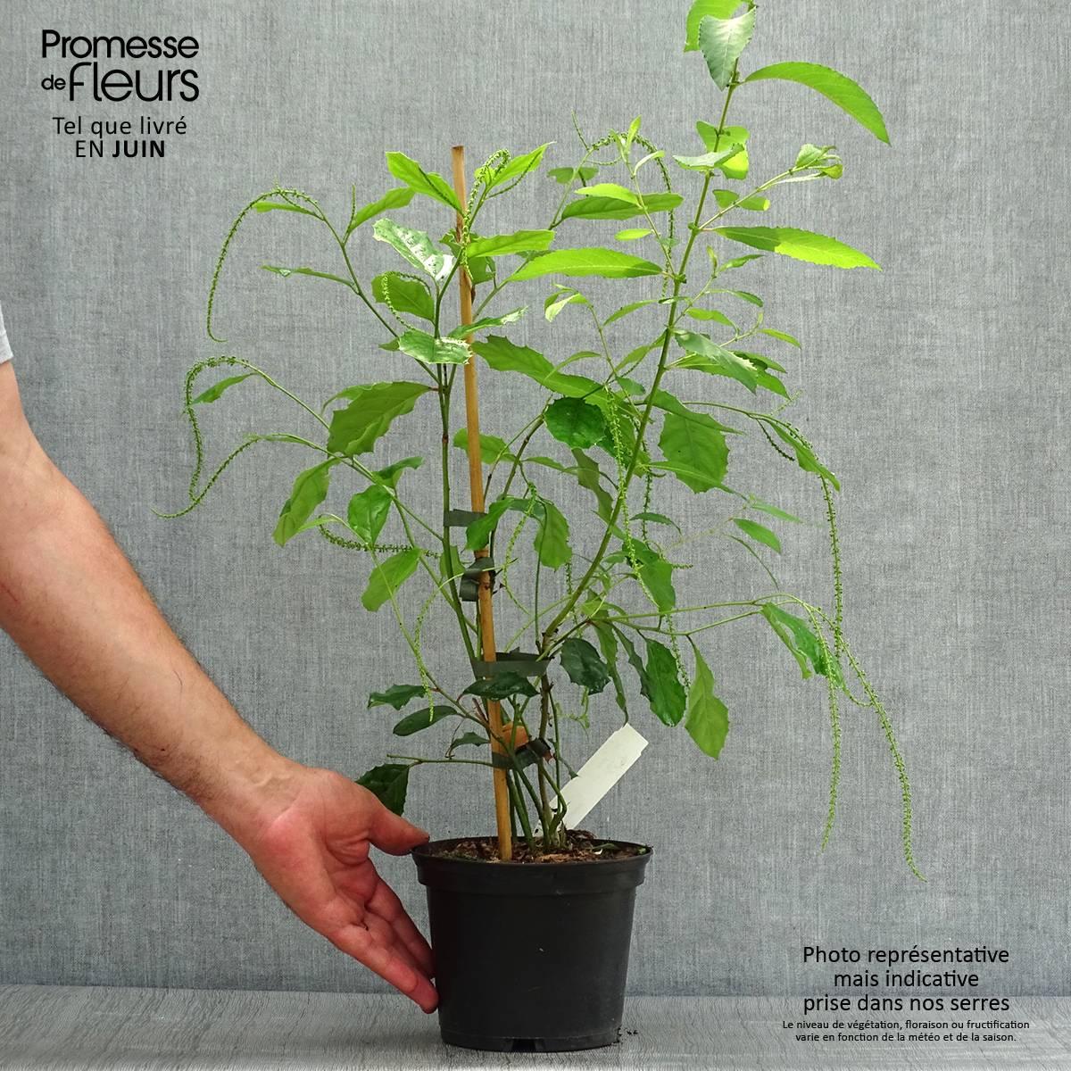 Promesse de Fleurs - Itea ilicifolia Pot de 2L/3L - Image 2