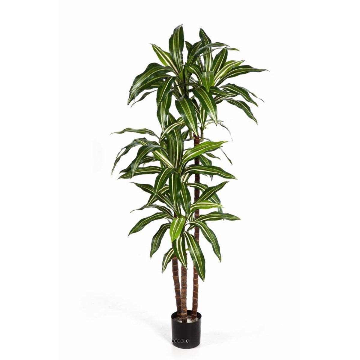 Artificielles - Dracaena artificiel Fragrans 3 troncs en pot H 150 cm Blanc-vert D 70 cm - dimhaut: H 150 cm - couleur: Blanc-vert