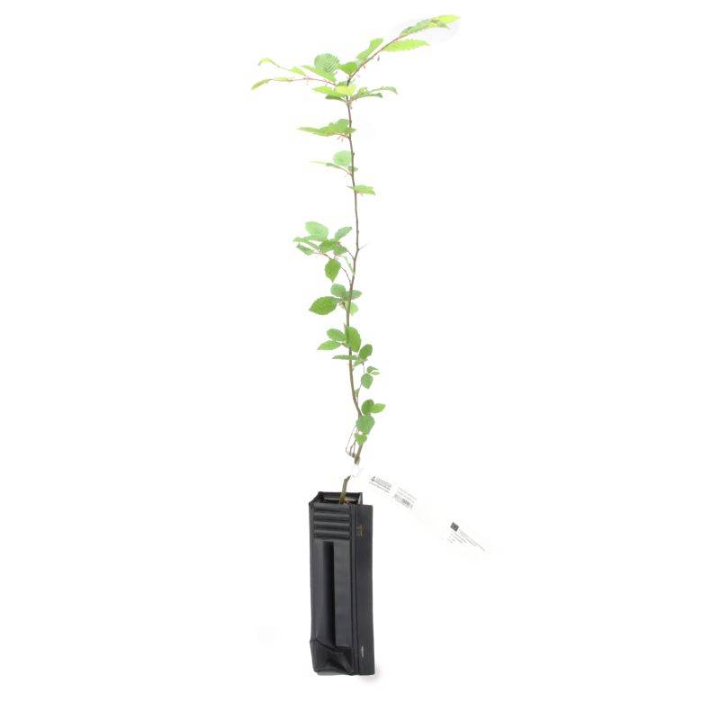 Charme commun (Carpinus betulus) - Godet - Taille 13/25cm - Pépinières Naudet - Image 3