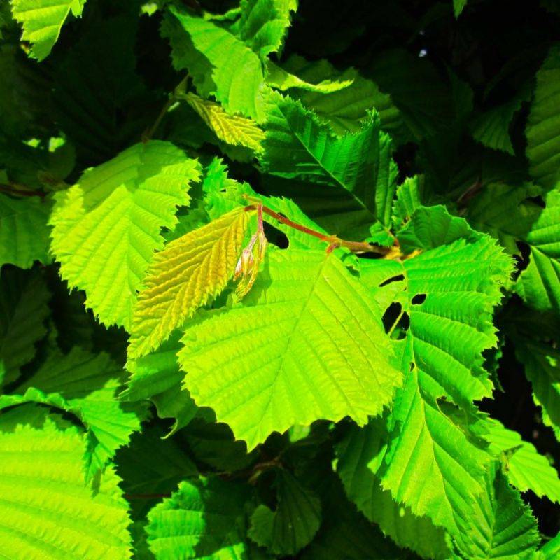 Charme commun (Carpinus betulus) - Godet - Taille 13/25cm - Pépinières Naudet - Image 2