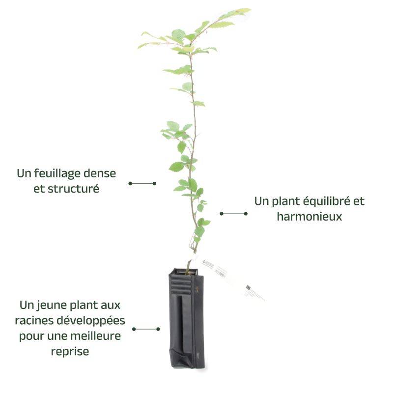 Charme commun (Carpinus betulus) - Godet - Taille 13/25cm - Pépinières Naudet - Image 4