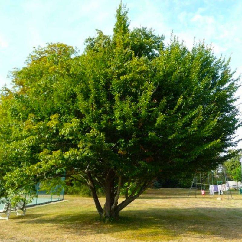 Charme commun (Carpinus betulus) - Godet - Taille 13/25cm - Pépinières Naudet - Image 1