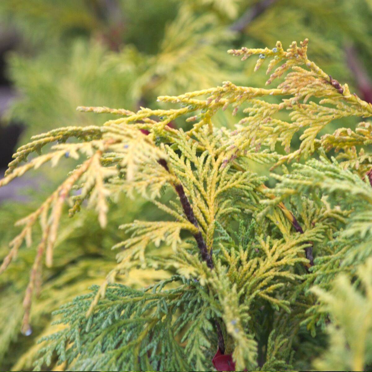 Faux cyprès Pendula, Chamaecyparis nootkatensis - Pot de 20L - 125/150