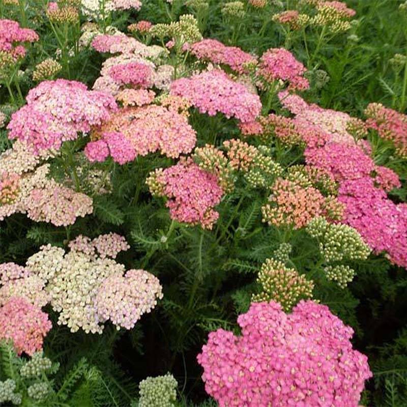 Promesse de Fleurs - Achillée millefeuille Wesersandstein Godet de 8/9 cm