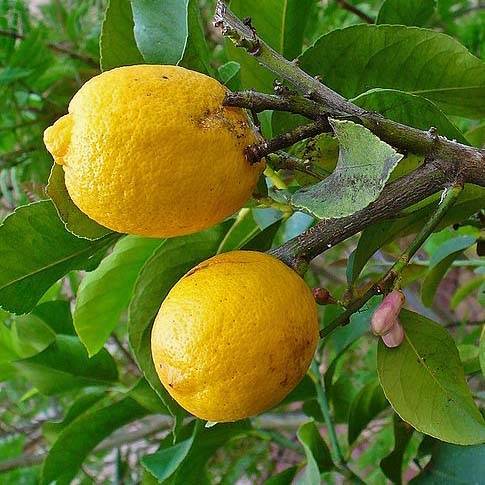 Cédratier - Citrus medica Pot de 3L/4L, 1/4 de tige