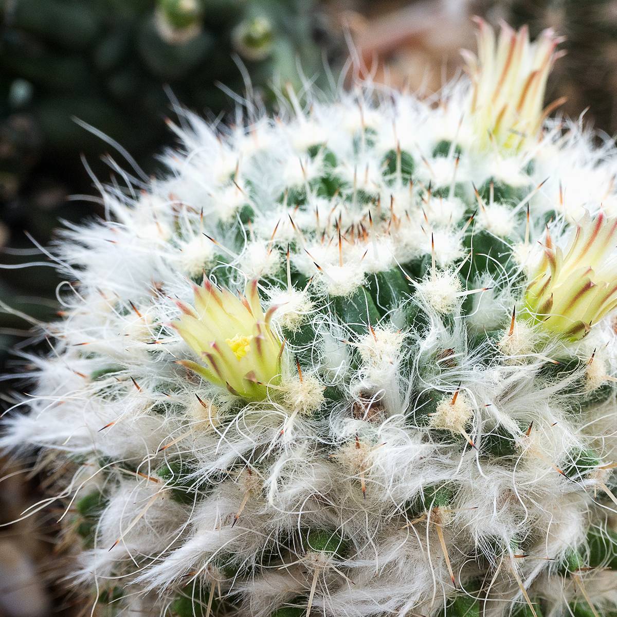 Promesse de Fleurs - Cactus - Mammillaria baxteriana Mini-plante