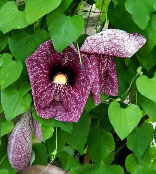 Sans Marque - Aristolochia gigantea (aristoloche) Taille:Pot de 25L -200cm - Image 1
