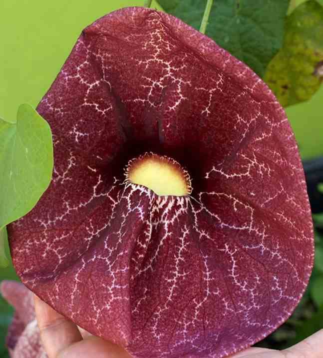 Sans Marque - Aristolochia gigantea (aristoloche) Taille:Pot de 25L -200cm - Image 2