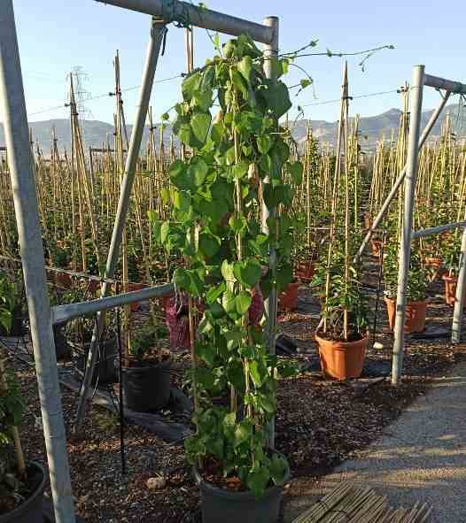 Sans Marque - Aristolochia gigantea (aristoloche) Taille:Pot de 25L -200cm - Image 3
