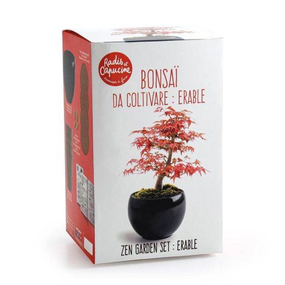 Radis et Capucine - Radis et Capucine - Kit Bonsaï - Erable rouge - Image 1