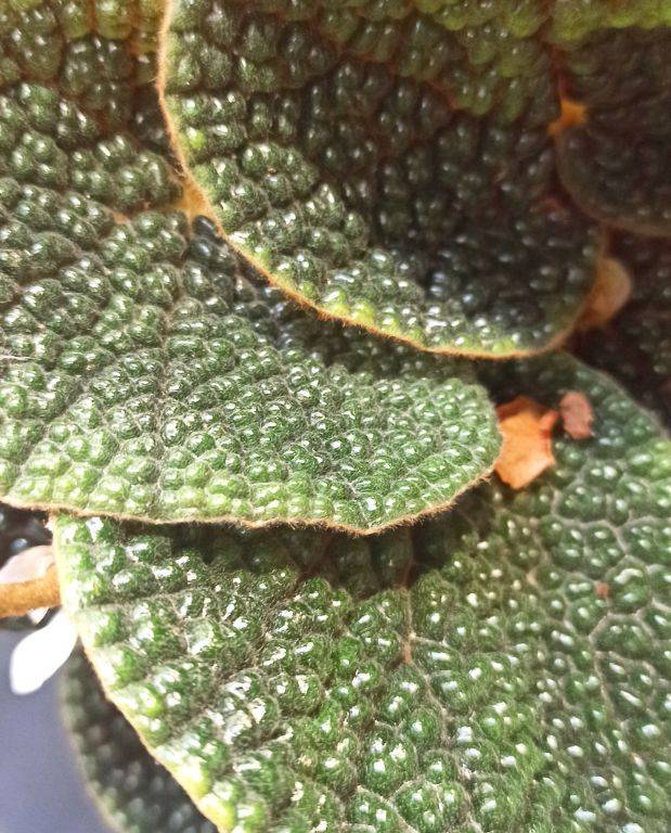 Begonia Pavonina Bullatifolia D. 14cm H. 40cm - Plante d'intérieur - IndoorPoppies - Image 2
