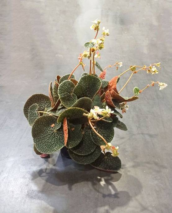 Begonia Pavonina Bullatifolia D. 14cm H. 40cm - Plante d'intérieur - IndoorPoppies - Image 3