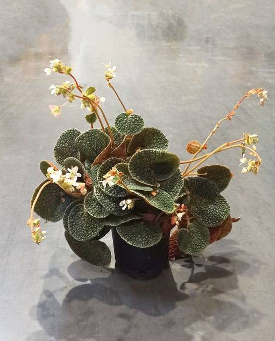 Begonia Pavonina Bullatifolia D. 14cm H. 40cm - Plante d'intérieur - IndoorPoppies - Image 1
