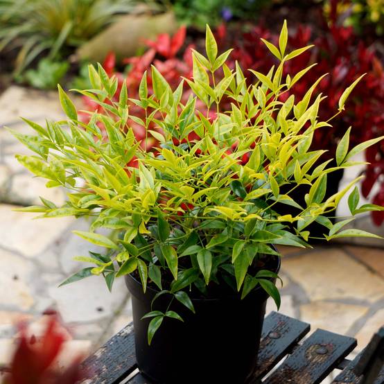 Bambou sacré - Nandina domestica Brightlight Pot de 3L/4L - Image 1