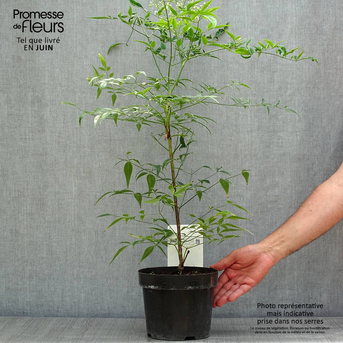 Bambou sacré - Nandina domestica Brightlight Pot de 3L/4L - Image 2