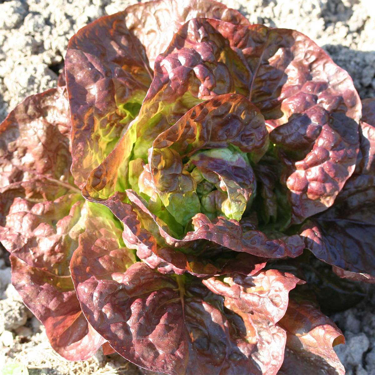 Laitue Grasse Capuccio Bio - Ferme de Sainte Marthe le sachet de 500 graines environ