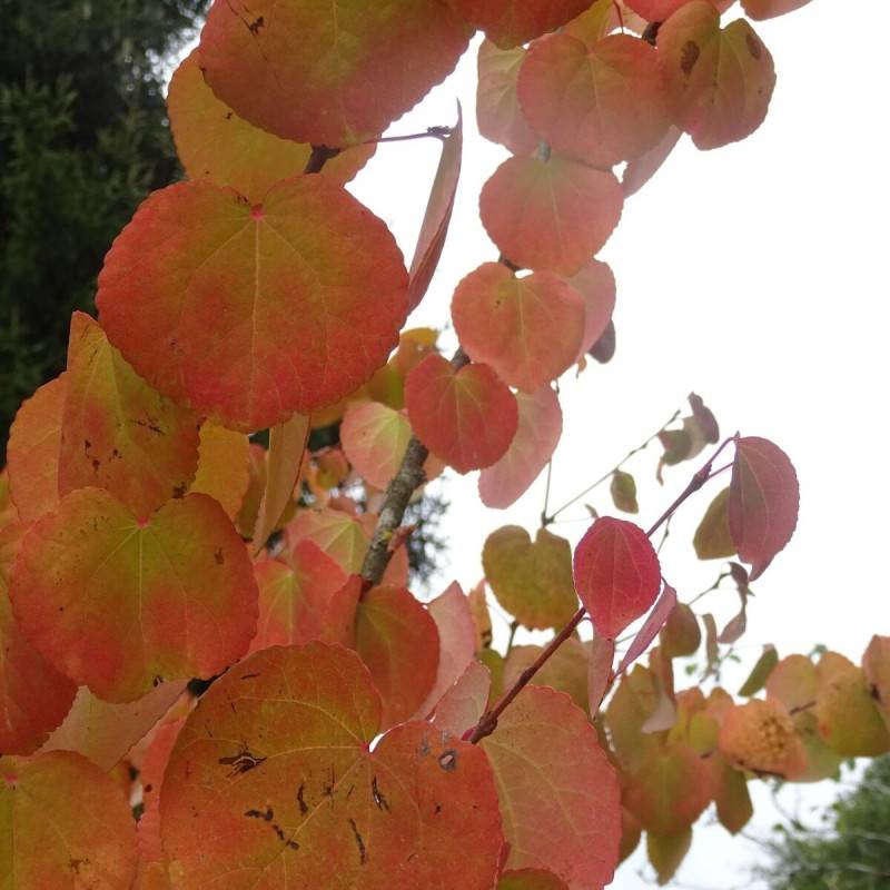 Arbre au caramel, Cercidiphyllum - Pot de 7,5L - 60/80 cm - Imagen 6