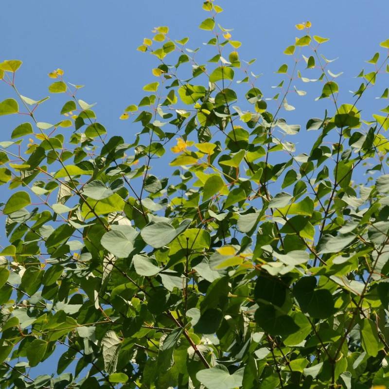 Arbre au caramel, Cercidiphyllum - Pot de 7,5L - 60/80 cm - Imagen 1