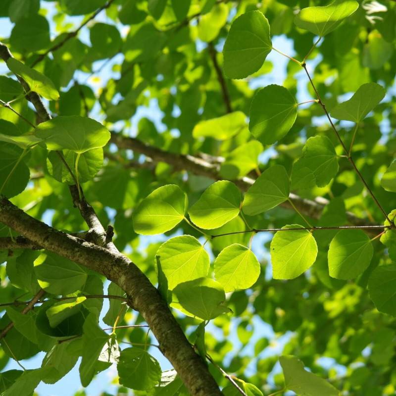 Arbre au caramel, Cercidiphyllum - Pot de 7,5L - 60/80 cm - Imagen 7