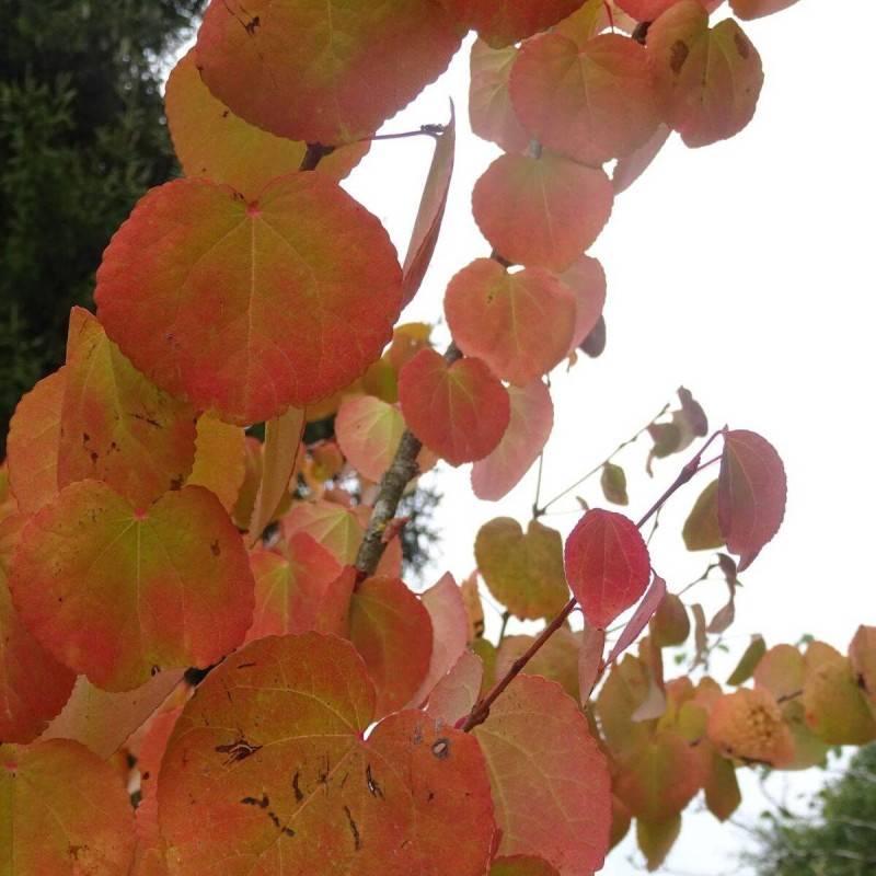 Arbre au caramel, Cercidiphyllum - Pot de 7,5L - 60/80 cm - Imagen 10