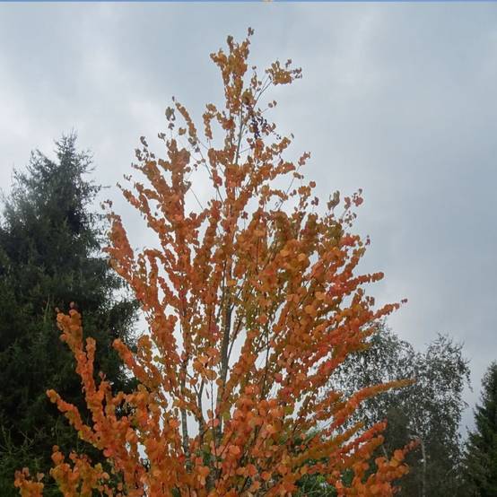 Arbre au caramel, Cercidiphyllum - Pot de 7,5L - 60/80 cm - Image 2