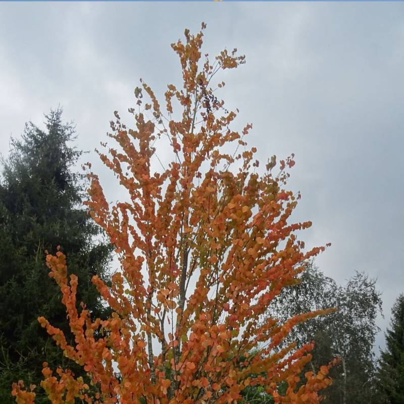 Arbre au caramel, Cercidiphyllum - Pot de 7,5L - 60/80 cm - Imagen 2