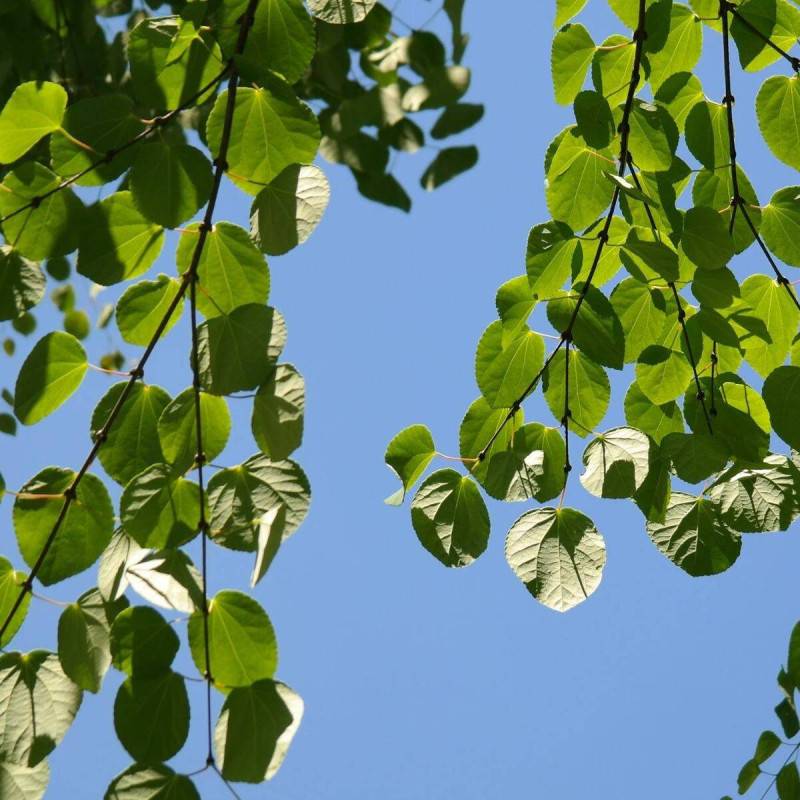 Arbre au caramel, Cercidiphyllum - Pot de 7,5L - 60/80 cm - Imagen 9