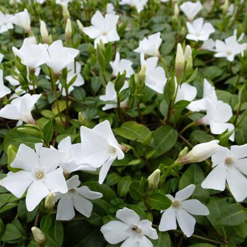 Promesse de Fleurs - Vinca minor White Power - Pervenche à petite fleurs Godet de 8/9 cm