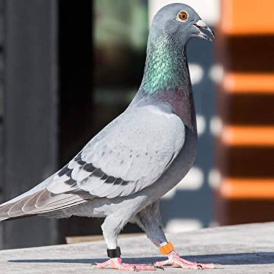 100 bagues en plastique ø 8mm identification pigeons - Image 4