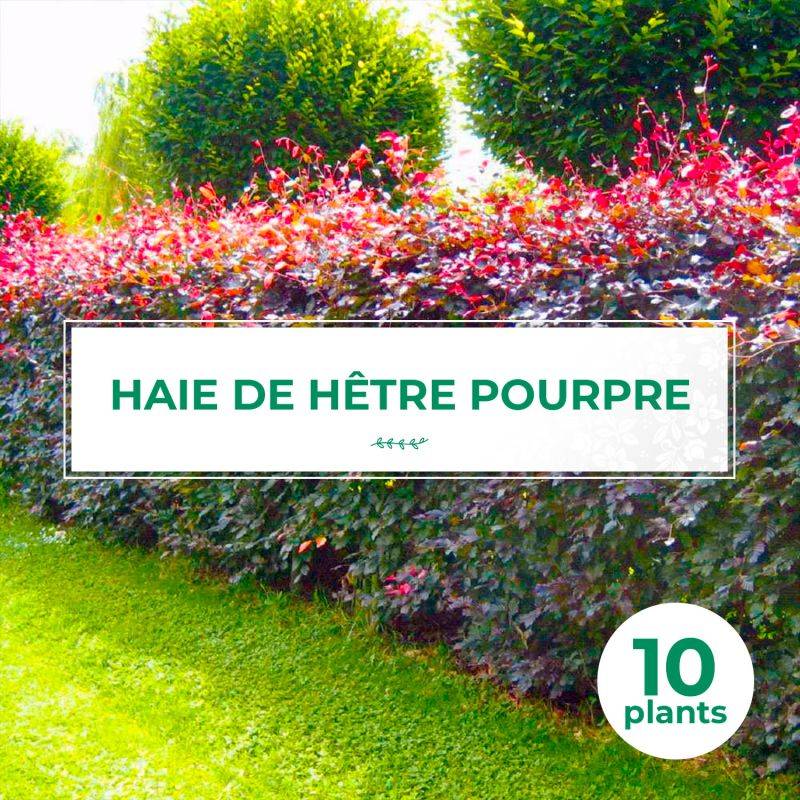 20 Hêtres Pourpre (Fagus Sylvatica Atropurpurea) - Haie de Hêtre Pourpre -  - Pépinières Naudet