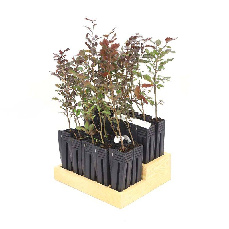 20 Hêtres Pourpre (Fagus Sylvatica Atropurpurea) - Haie de Hêtre Pourpre -  - Pépinières Naudet - Imagen 3