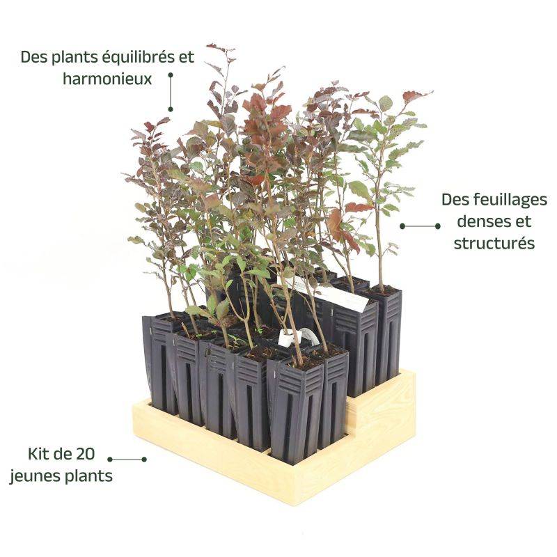 20 Hêtres Pourpre (Fagus Sylvatica Atropurpurea) - Haie de Hêtre Pourpre -  - Pépinières Naudet - Imagen 4