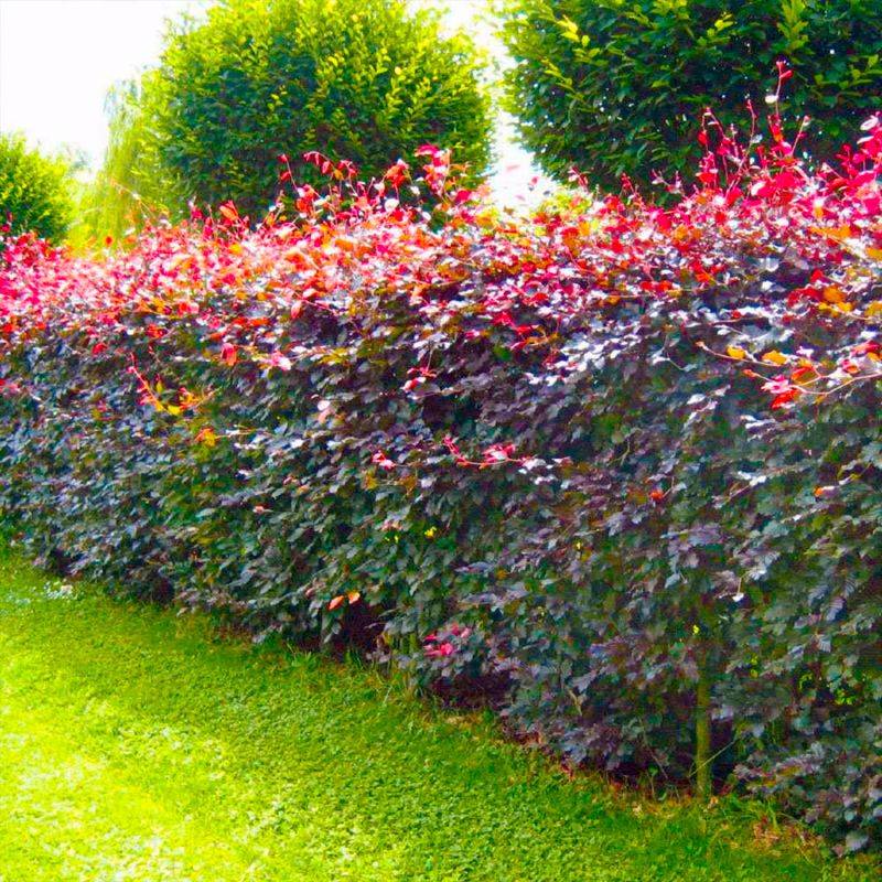 20 Hêtres Pourpre (Fagus Sylvatica Atropurpurea) - Haie de Hêtre Pourpre -  - Pépinières Naudet - Imagen 2