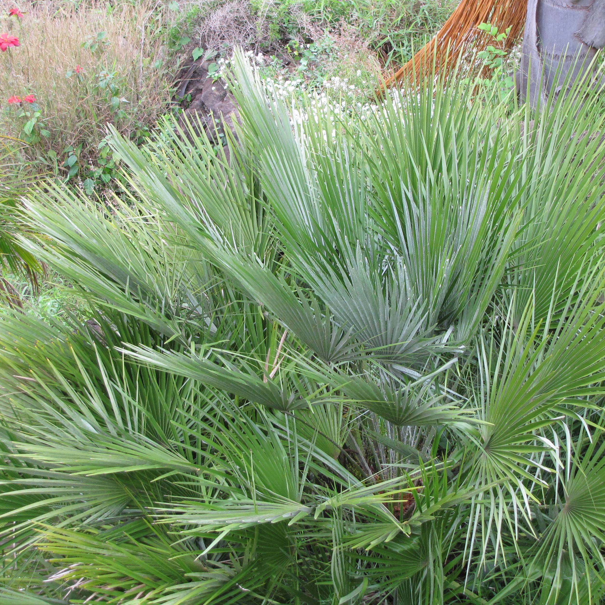 Chamaerops humilis Compacta - Palmier nain Pot de 2L/3L