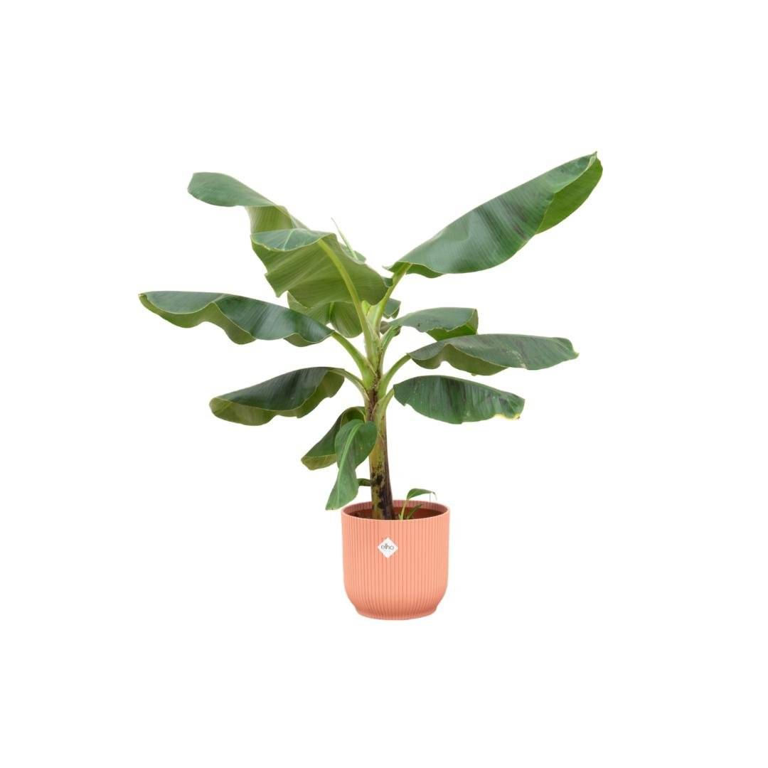 La Green Touch - Bananier Musa 100cm et son pot- La Green Touch Rose - Hauteur 100cm