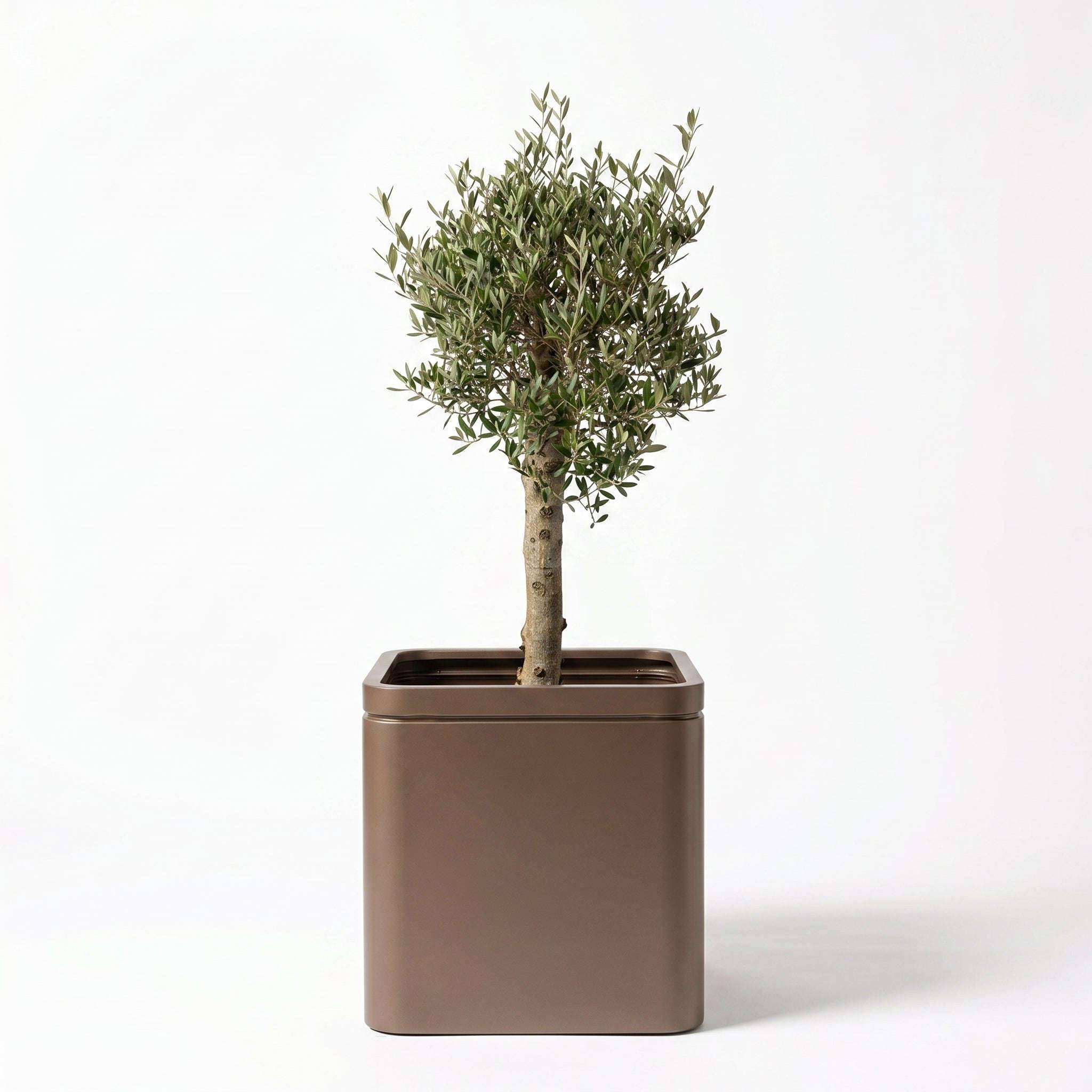 Lot olivier + pot infinity square 60x60cm taupe, pot de grande taille fait main en acier inoxydable - Image 1