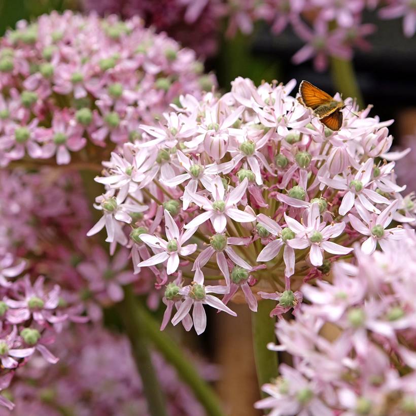 Promesse de Fleurs - Ail d'ornement - Allium nigrum Pink Jewel Bulbe calibre 10+ (par 3)