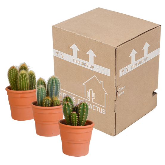 3x Mélange de cactus Cereus - en pot terracotta - Ø10,5cm - ↕23cm - Plantes d’intérieur - Image 3