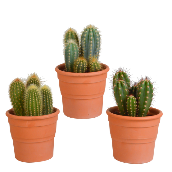 3x Mélange de cactus Cereus - en pot terracotta - Ø10,5cm - ↕23cm - Plantes d’intérieur - Image 1